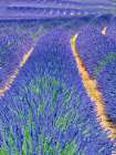 France, Provence. S-Cure pattern in the lavender Art Print